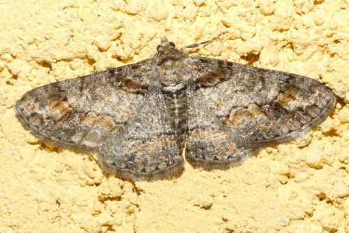 Réf. 253 638 : Cleora cinctaria